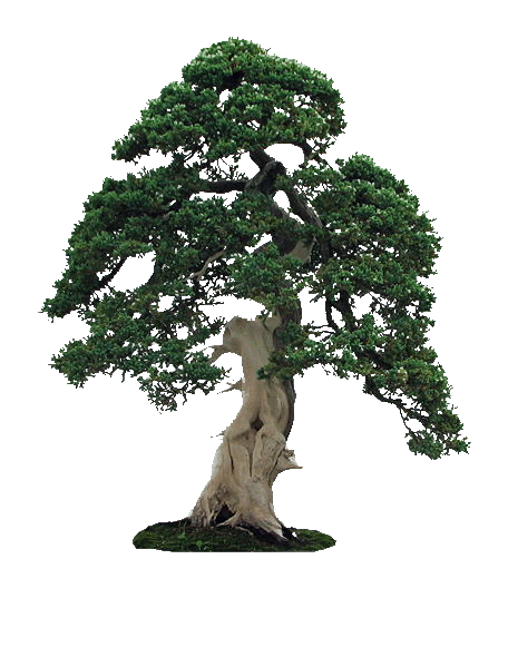 über uns.8.bonsai2